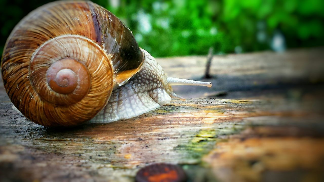 snail, animal shell, animal themes, close-up, wildlife, animals in the wild, one animal, wood - material, mollusk, shell, brown, mollusc, focus on foreground, wood, nature, wooden, textured, natural pattern, selective focus, outdoors