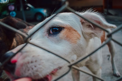 Close-up of a dog looking away