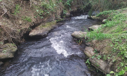 High angle view of stream flowing amidst plants