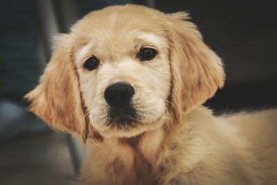 Close-up portrait of dog