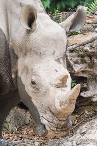 Close-up of a horse on field