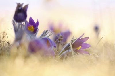 Close-up of purple flowering plant on field