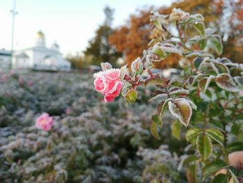 Close-up of pink flowering plant