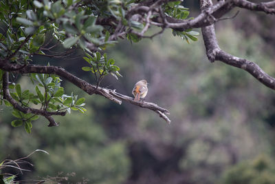 View of bird perching on branch