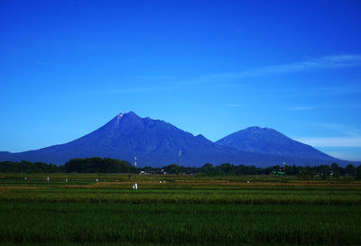 Scenic view of agricultural field against blue sky