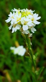 Close-up of white flowers blooming outdoors