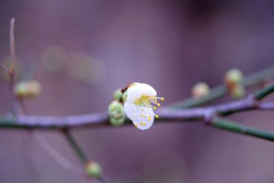 Close-up of cherry blossom