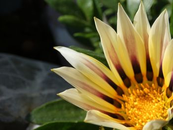 Close-up of yellow flowering plant