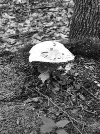 High angle view of mushroom growing on field