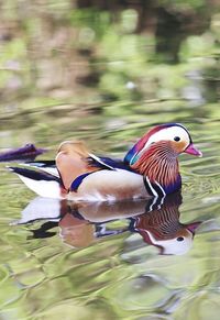 Close-up of an animal