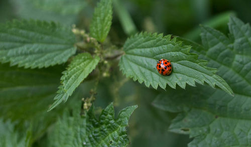 Close-up of ladybug on leaf