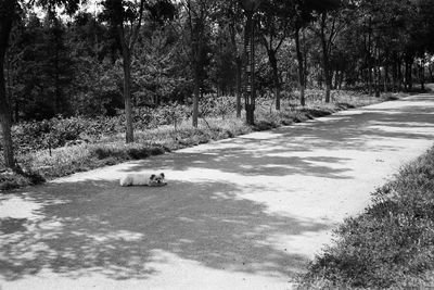 Dog on road amidst trees