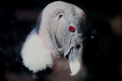 Close-up of a bird