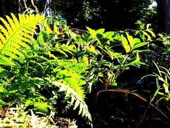 Close-up of plants