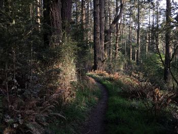 Scenic view of forest