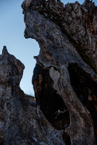 Close-up of tree trunk