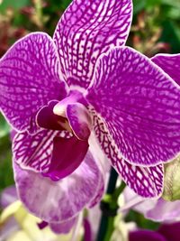 Close-up of purple iris flower