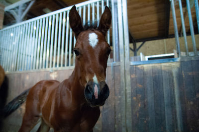 Portrait of horse in stable