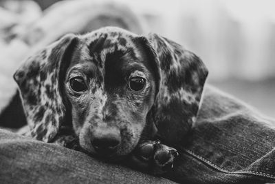 Close-up portrait of a dog