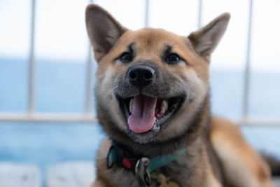 Close-up portrait of dog