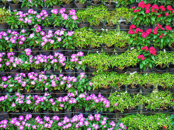 Full frame shot of potted plants