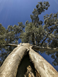 Low angle view of tree against clear blue sky