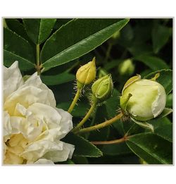 Close-up of flower plant