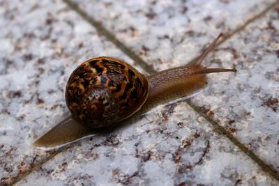 Close-up of snail on wet surface