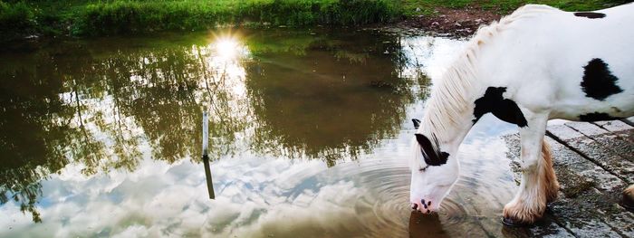 Swans swimming in lake