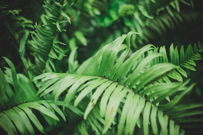 Ferns have long, green leaves.