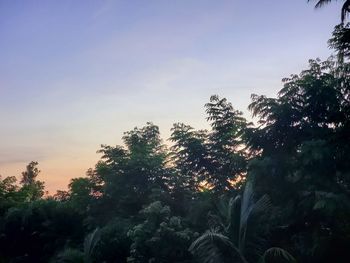 Low angle view of trees against sky at sunset