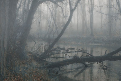 Bare trees in forest during foggy weather