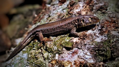 Close-up of a lizard on rock