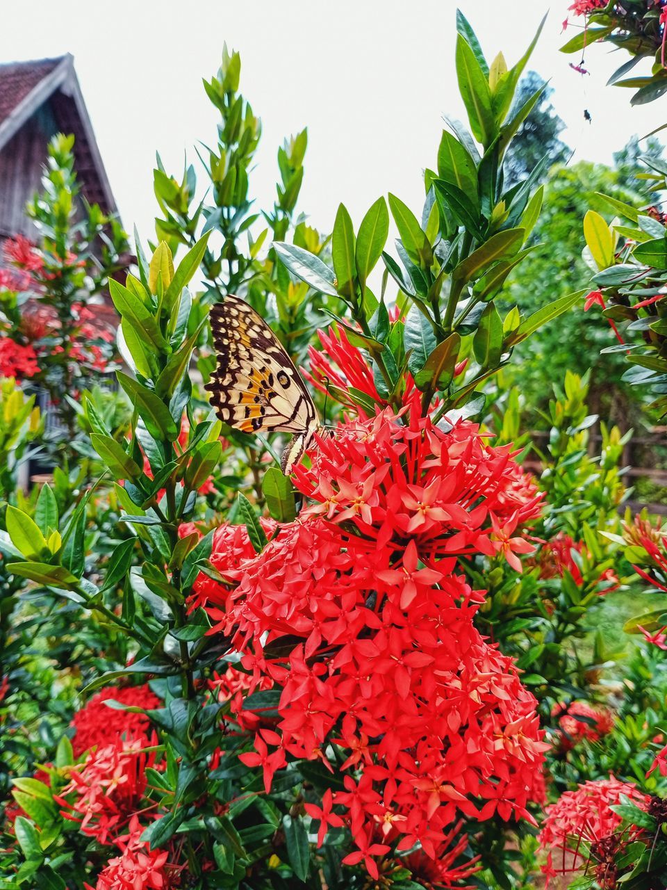 CLOSE-UP OF BUTTERFLY ON FLOWER