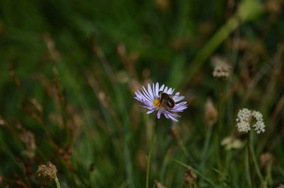 Close-up of flowers blooming outdoors