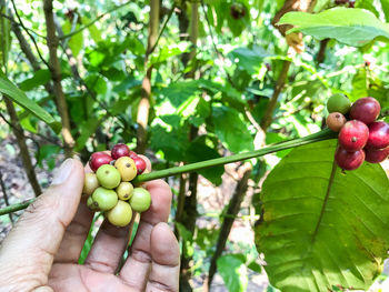 Fruits growing on tree