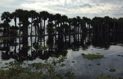 Reflection of trees in lake