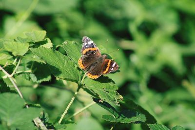 Butterfly on leaf