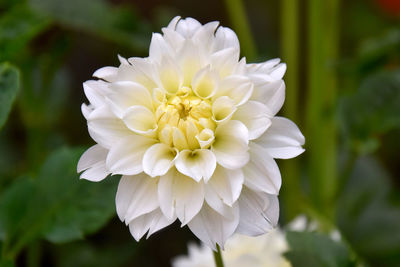 Close-up of white flowering plant in park