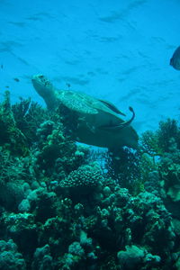 A green sea turtle at marsa alam, egypt november 2022