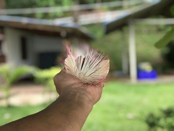 Close-up of hand holding flower