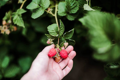 Cropped image of hand holding strawberry