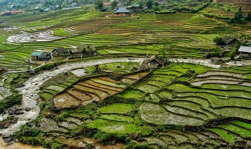 High angle view of rice paddy