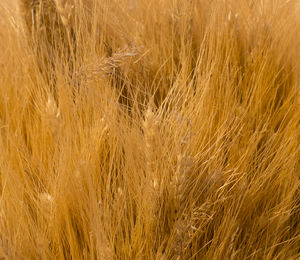 Full frame shot of wheat field