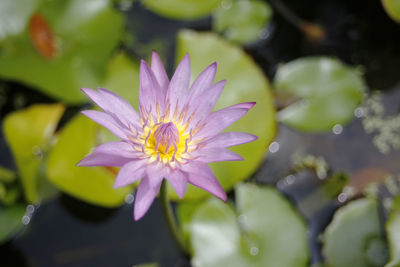 Close-up of purple flower