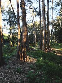 Trees on field in forest