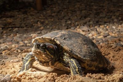 Close-up of turtle on land