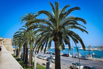 Palm trees by sea against blue sky