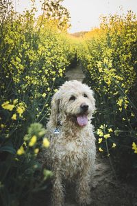 Dog sitting amidst plants