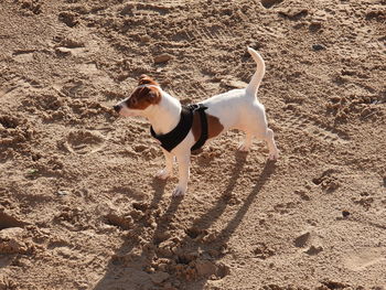 High angle view of dog on sand